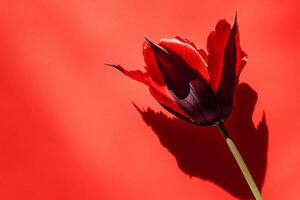 Top view Tulipa on a vibrant background, flower setting photo
