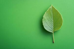 Ulmus on a vibrant background, top view photorealistic plant photo