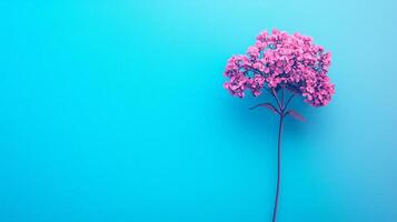 Top view Valerian on a vibrant background, plant setting photo