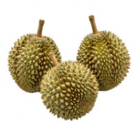 Three Yellowish Green Durians with Sharp Thorns on Transparent Background png