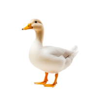 White domestic duck with orange beak and feet standing plain background png