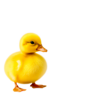 Adorable Yellow Duckling with Soft Feathers Standing Alone png