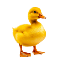 Adorable yellow duckling standing on a looking curiously forward png
