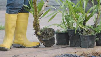 Gardener transferring plants into new pots video