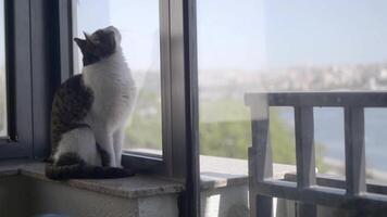Cat enjoys the view from the window on a sunny day video