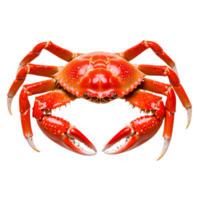 Vivid Red Crab with Detailed Features Displayed Transparent Background png