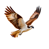 Majestic Bird in Flight Displaying Graceful Wings and Captivating Patterns in Nature png