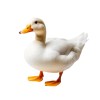 Charming Domestic Duck with Bright Yellow Beak and Smooth White Feathers in Vibrant Setting png