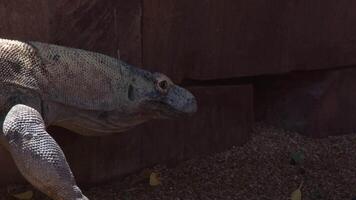 Komodo dragon walking and whistling with his tongue in a natural park video