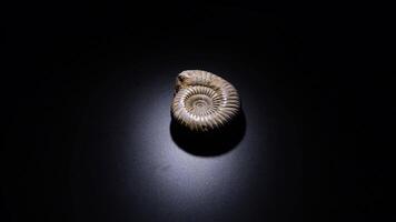 Prehistoric Ammonite fossil gyrating with black background video