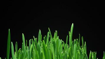 Time lapse of the wonder of small wheat grass sprouting and growing from rich soil. video