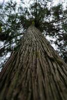 Tall sequoia tree view from bottom to top Sequoia at the Botanical Garden photo