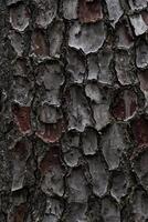 bark of the cedar tree. cora background. Close-up of the bark photo
