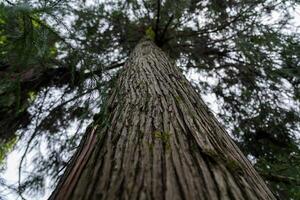 Tall sequoia tree view from bottom to top. Sequoia at the Botanical Garden photo