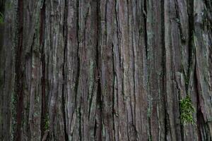 Sequoia bark background. Sequoia bark close-up. Cora background photo