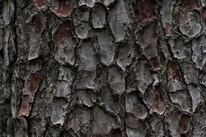 The bark of the cedar tree. cora background. Close-up of the bark photo