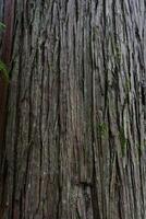Sequoia bark background. Sequoia bark close-up Cora background photo