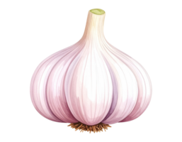 Watercolor garlic bulb illustration png