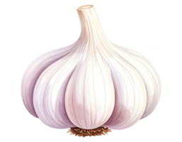 Hand-painted garlic in watercolor style png