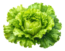 Natural green cabbage with watercolor texture png