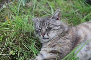 A cat laying in the grass photo