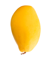 Single ripe yellow mango in vertical isolated with clipping path in file format png