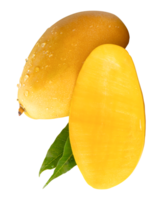 A ripe mango fruit and half with green leaves and water droplets in stack isolated with clipping path in file format png