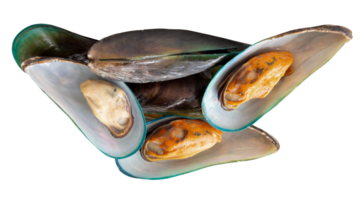 A group of cooked or steamed green mussels isolated with clipping path in file format png