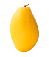 A ripe yellow mango in vertical isolated with clipping path in file format png