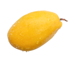 Single ripe yellow mango fruit isolated with clipping path in file format png