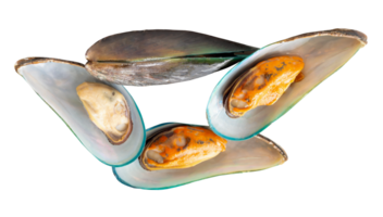 Four cooked or steamed green mussels in stack isolated with clipping path in file format png