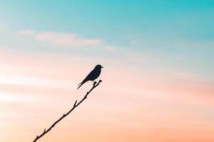 A bird is perched on a branch in front of a sunset photo