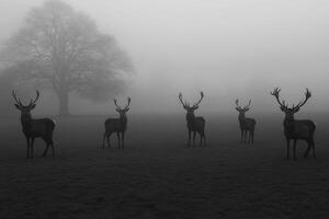 Deer in the fog photo