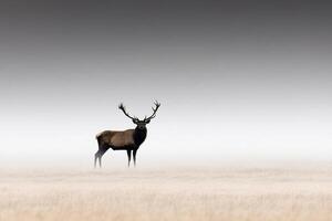 A deer stands alone in a foggy field photo