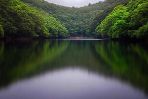 A lake surrounded by green trees and forest photo