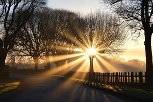 The sun shines through the trees in a foggy morning photo