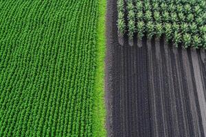 An aerial view of corn and soybean fields photo