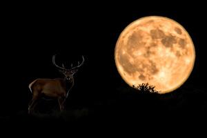 A deer stands in front of a full moon photo