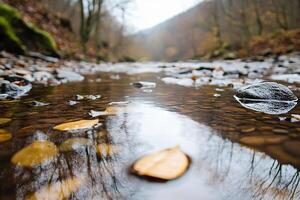 A stream with leaves and rocks in it photo