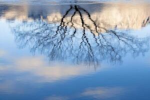 A tree with no leaves reflected in a lake photo