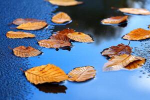 A puddle of water with leaves floating on top photo