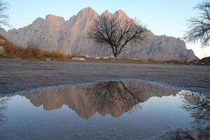 A tree is reflected in a puddle of water photo