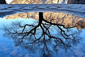 A tree with its reflection in a puddle photo