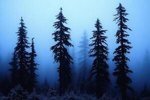 Foggy trees in the forest at night photo