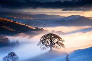 A lone tree stands in the fog on a hillside photo