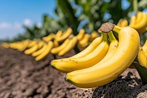 Bananas growing in a field photo