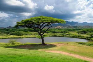 A large tree in the middle of a field photo