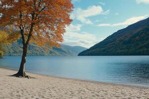 A tree on the beach photo