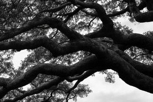 Black and white photograph of a tree with branches photo