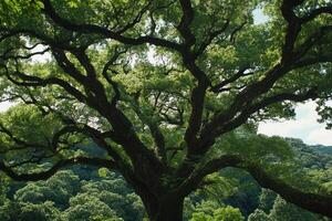 A large tree in the middle of a lush green field photo